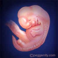diagrama de un feto a las 8 semanas