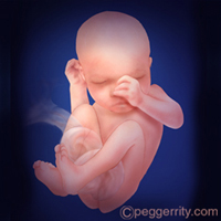 diagrama de un feto a las 32 semanas